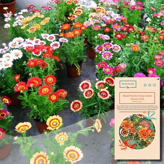 Mixed Tricolor Daisy Seeds, Chrysanthemum Carinatum Seeds, Rainbow Mix, Flower Seeds#146