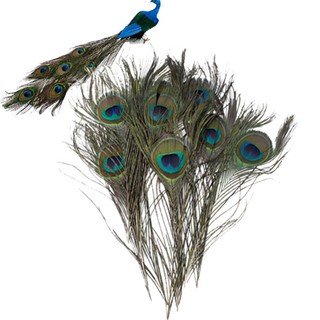 10Pcs/lot Decor Peacock Eye Feathers Tail Natural Plume Artwork Ornaments