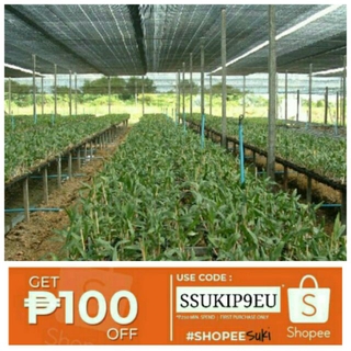 Sun Shade/Garden Net/Insect Protection (1)
