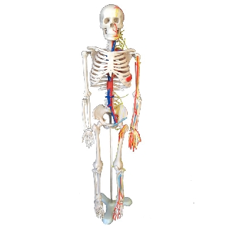 20 intervertebral discs 45cm85 vascular neurogram human skeleton model learning medical props dissecting human organs.