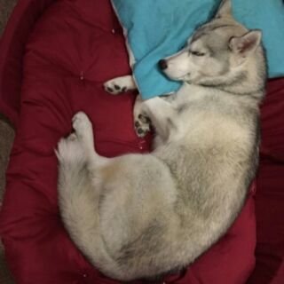 Xtra Large Dog Bed (2)