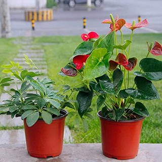 ✿100 Pcs Plastic Plants Nursery Pot/Pots lings Flower Plant Conta
