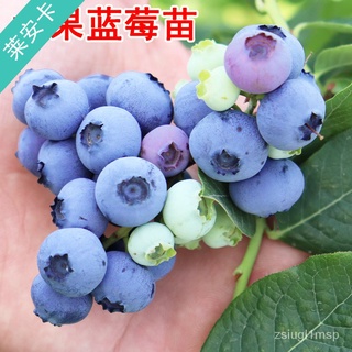 Blueberry Fruit Tree Fruit Seedling Bear Fruit in Current Year Edible Potted Water Fruit Seedling La