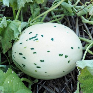 Ivory Gaya Melon Seeds - Ivory Gaya Premium Meteor Melon Seeds