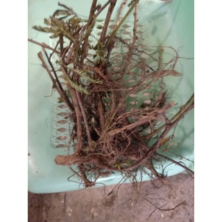 Makahiya roots dried or fresh