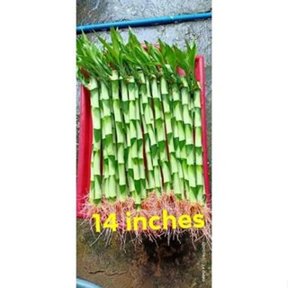 Pots & Planters◙Lucky Bamboo for Aquarium 14 inches
