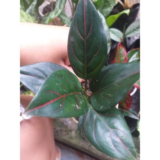Aglaonema Variety Red Line Indoor Plant Live uprooted