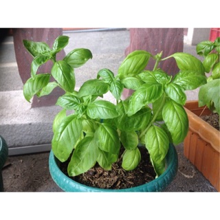 SWEET BASIL with Plant bag and soil/ Seed-50 pcs (1)