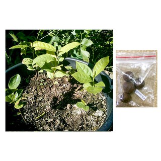 green tea plant seeds camellia sinensis