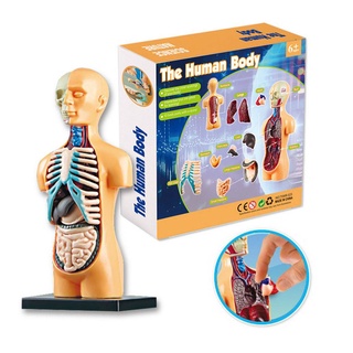 Human Torso Body Model Anatomy Anatomical Medical Internal Organs Manikin Skeleton Model For Teachin