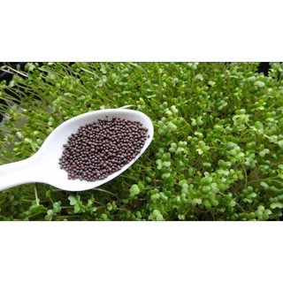 Organic Mustard Microgreen Seeds high germination rate