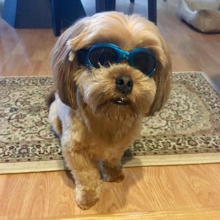Pet Dog glasses Foldable medium Large Dog pet glasses Pet eyewear waterproof Dog Protection Goggles UV Sunglasses 6 Colors (6)