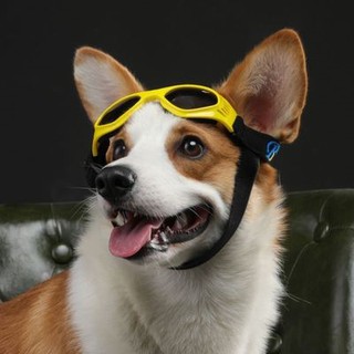 pet EyewearPet Glasses Sun Toy Dog with Glasses Sunglasses Windproof Bucket Teddy Corgi Model Photo