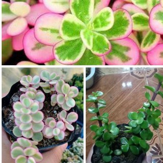 Jadelet Pink & Green & Portulaca Tricolor