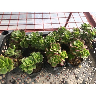 FOR LUZON AREA ONLY Red Tips Succulent