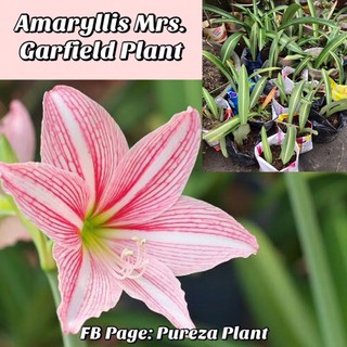 Amaryllis hippeastrum Mrs. Garfield Flower Plant bulbs COD available