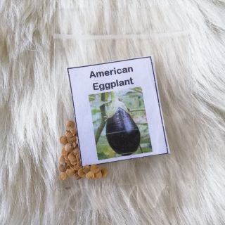 Eggplant Variety {American Black Beauty/Ilocano}