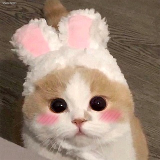 Pet cat hat rabbit ears headgear Teddy Pomeranian small dog headgear vibrato funny headgear shape