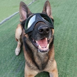 Pet Glasses Sun Glasses Dog Sunglasses Wind-Resistant Law Bucket Teddy Corgi Model Pictures Props Dog Goggles