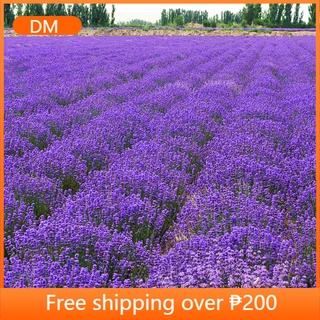 100pcs lavender seeds are easy to grow in four seasons. provence lavender flower seeds