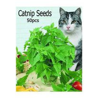 Catnip Seeds/Set - High Germination Rate - Authentic