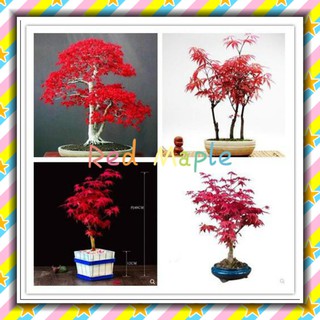 30Pcs Red Maple Tree Seeds Beautiful Garden Indoor Home Bonsai Potting Plant