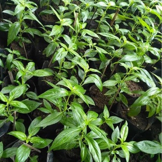 serpentina leaves fresh/No fertiliser 15pcs per pack
