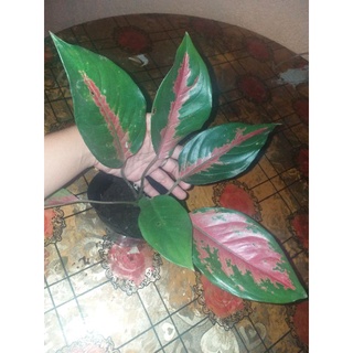 Sale!! Aglaonema Variety live Uprooted Red Cochin