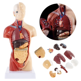 Human Torso Body Model 4D Organs Education Assembly Model Human internal organs anatomy male female