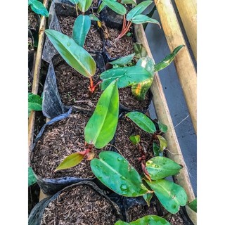 Red emerald Philodendron
