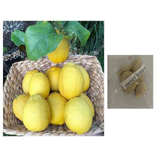 lemon meyer yuzu lemon blood lime fruit tree seeds