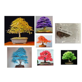 japanese american maple bonsai tree seeds (1)