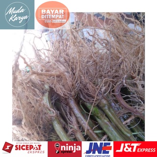 Fresh Roots - 1kg Organic Roots