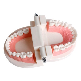 Dental Teeth Model student Model for Teaching Material 28 Teeth (3)