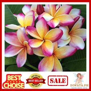 Hawaiian Calachuchi Violet TriColor Frangipani For Sale | Fragrant Plumeria Cuttings
