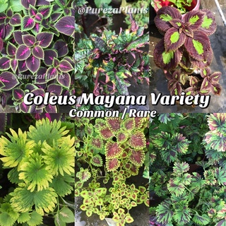 Coleus Mayana Variety (Common / Rare) Uprooted Live Plant (Read description) COD Available