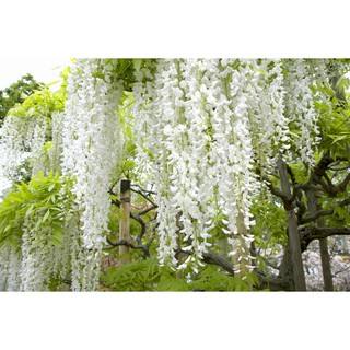 bonsai wisteria mixed colors flower tree seeds (7)