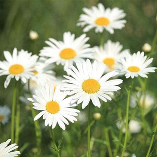 A Multicast Earth（Normal Delivery）Shasta Daisy Seeds Flowering Western Leucanthemum Seeds Balcony Po