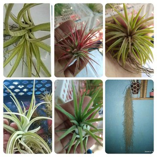 11PCS ASSORTED TILLANDSIA/IONANTHA with HANGING HOLDERS!!!!..