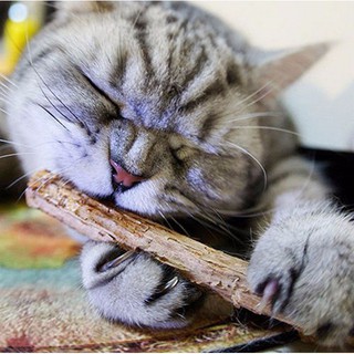 Cat Snacks Matatabi Chew Catnip Stick Teeth Molar Cleaning Brush Toy For Pet
