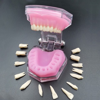 Dental Standard Model with Removable Teeth Dental Study Soft Gum Teeth Model