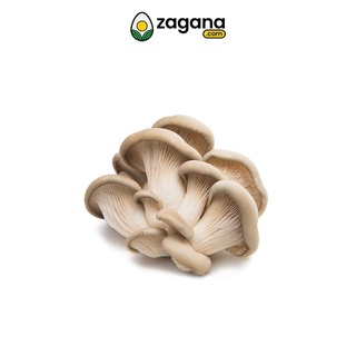 Food & Beverage☎Zagana Farm Fresh Mushroom Oyster 100G