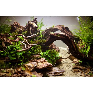 Driftwoods for Aquascape S-M size (Pink Tag)