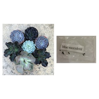 blue succulent cactus lithops mix seeds