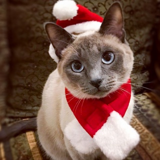 Qijunfeng Christmas hat and scarf set cat and dog small pet costume,Dog Cat Pet Santa Hat with Scarf, Christmas Costume Set Pet Clothing with Santa Hat and Scarf for Cat Puppy Dog, Red Christmas Hat (6)