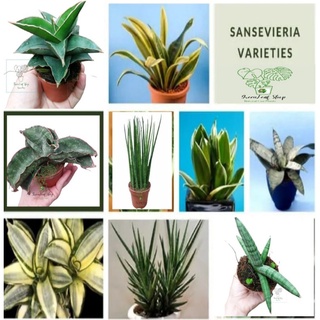 Sanseveria SnakePlant Varieties AIR-PURIFIER Indoor/Outdoor LIVE PLANTS