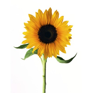 Sunflower flower seeds yellow empress
