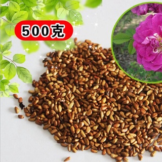 Newly Picked Rose Seeds Red Dahurian Rose Fruit Seeds Rose Seeds Mountain Rose Wholesale (1)