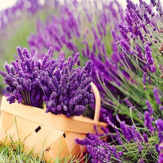 20pcs purple lavender flower herb seeds