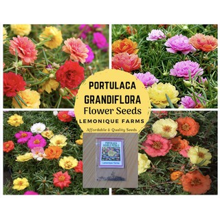 Portulaca Seeds | Moss rose plants seeds | Moss Rose Flower Seeds | Portulaca Flower Seeds